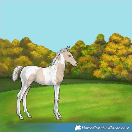 Horse Color:Cremello Tobiano Rabicano 