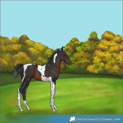 Horse Color:Brown Tobiano 