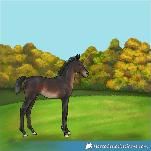 Horse Color:Brown Appaloosa