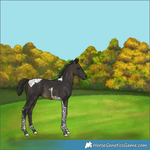 Horse Color:Buckskin Tobiano 