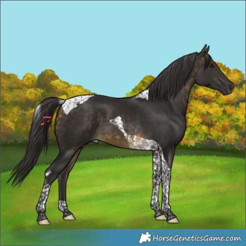 Horse Color:Buckskin Tobiano