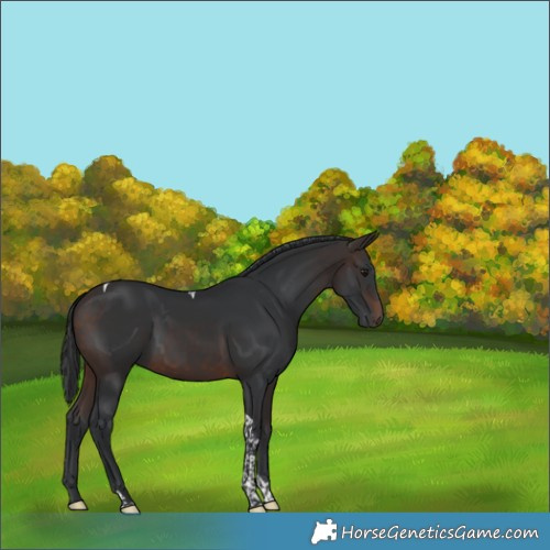 Horse Color:Brown Tobiano Rabicano