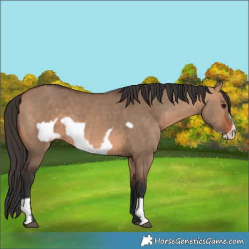 Horse Color:Bay Dun  and Bay Dun Frame 