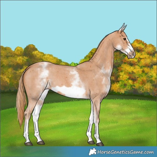 Horse Color:White Spotted Chestnut Sabino Frame