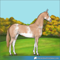 Horse Color:White Spotted Chestnut Sabino Frame 