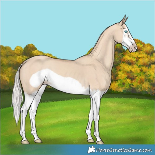 Horse Color:Silver Classic Champagne Dun Splash Frame 
