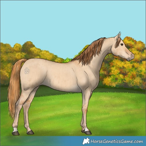 Horse Color:Red Dun Appaloosa  and Red Dun 