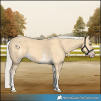 Horse Color:White Spotted Gold Cream Champagne