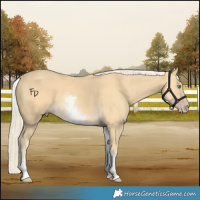 Horse Color:White Spotted Gold Cream Champagne 