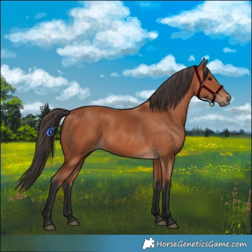 Horse Color:Bay 