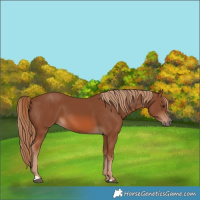 Horse Color:Chestnut 