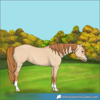 Horse Color:Red Dun