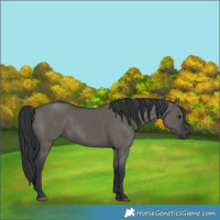 Horse Color:Grullo