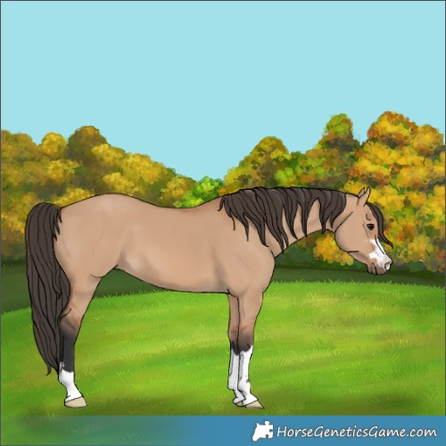 Horse Color:Bay Dun 