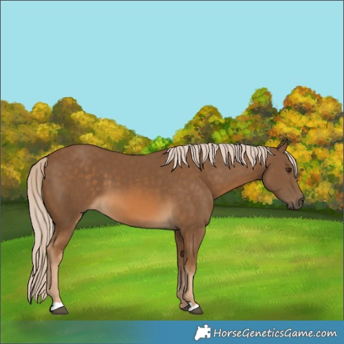 Horse Color:Chocolate Palomino 