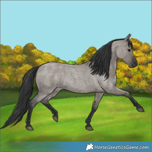 Horse Color:Grullo Roan 