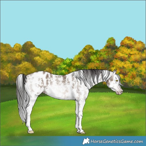 Horse Color:Gray Sable Champagne Sabino Splash Blanket Rabicano 