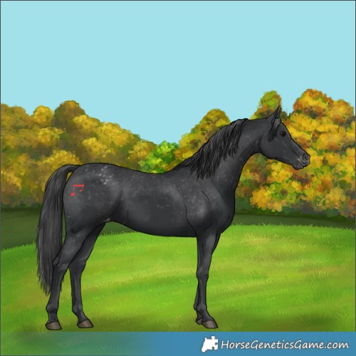 Horse Color:Black Appaloosa Rabicano 