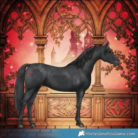 Horse Color:Black Appaloosa Rabicano