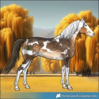 Horse Color:Buckskin Harlequin Merle Splash 