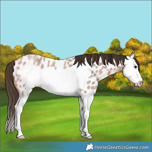 Horse Color:Bay Roan Splash Frame Appaloosa 