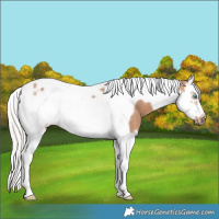 Horse Color:Silver Bay Dun Splash Tobiano Frame