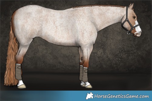 Horse Color:Red Dun Roan 