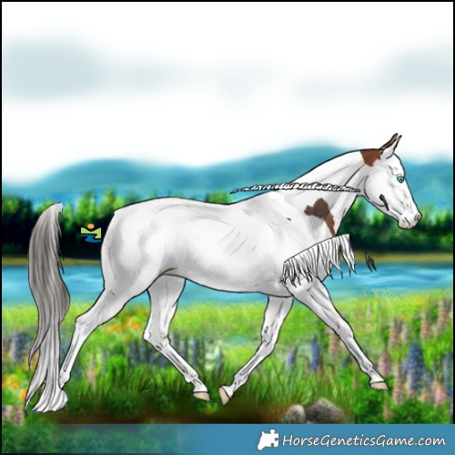 Horse Color:Bay Splash Tobiano Blanket
