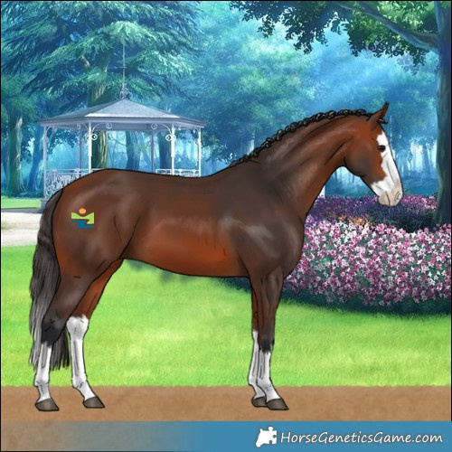 Horse Color:Bay Splash 