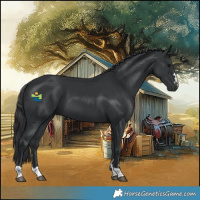 Horse Color:Black 