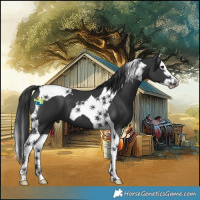 Horse Color:Black Splash Tobiano