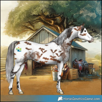 Horse Color:Bay Sabino Splash Tobiano 