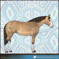 Horse Color:Buckskin Splash