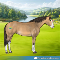 Horse Color:Buckskin Splash
