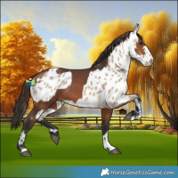 Horse Color:Bay  and Bay Dun Near Leopard 