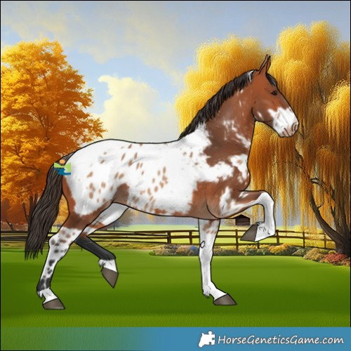 Horse Color:Bay Dun Tobiano Near Leopard  and Bay Tobiano Snowcap 