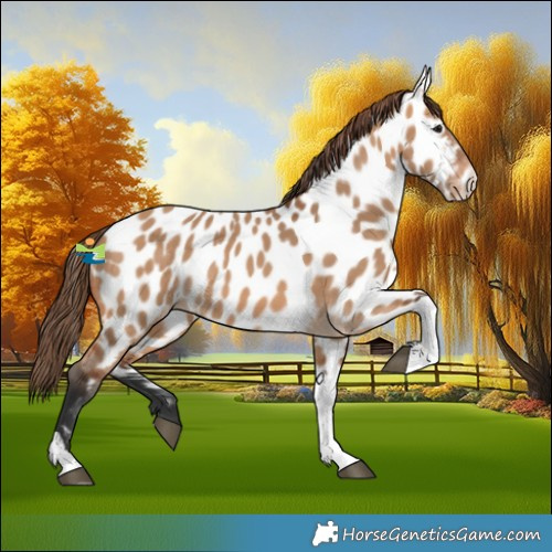 Horse Color:Bay Dun Tobiano Near Leopard 
