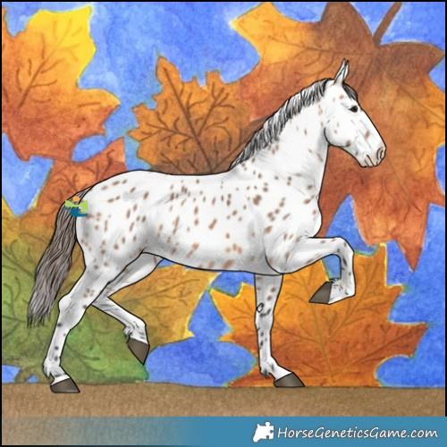 Horse Color:Bay Dun Leopard 