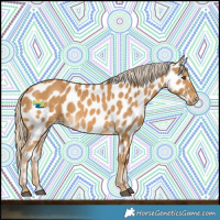 Horse Color:Palomino Near Leopard