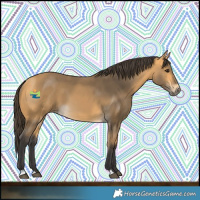 Horse Color:Buckskin 
