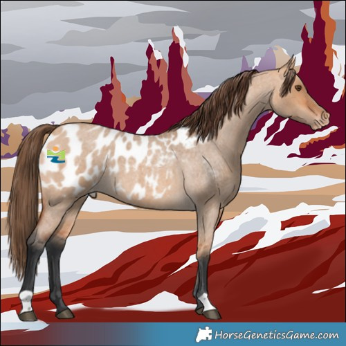 Horse Color:Bay Roan Dun Appaloosa 