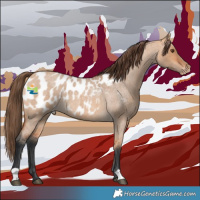 Horse Color:Bay Roan Dun Appaloosa 