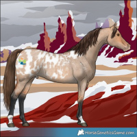Horse Color:Bay Roan Dun Appaloosa 