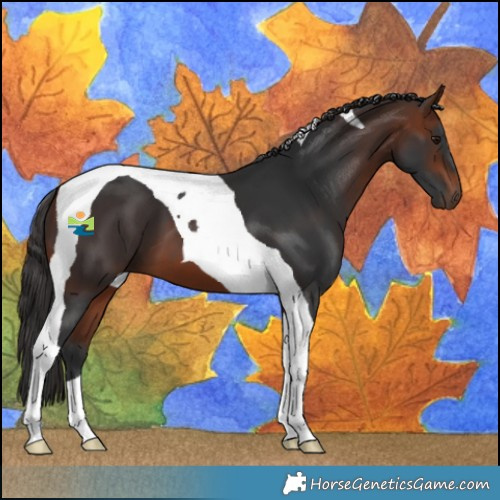 Horse Color:Bay Tobiano 