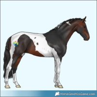 Horse Color:Bay Tobiano 
