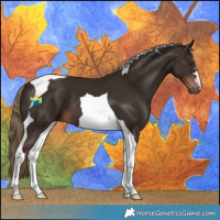 Horse Color:Liver Chestnut Tobiano
