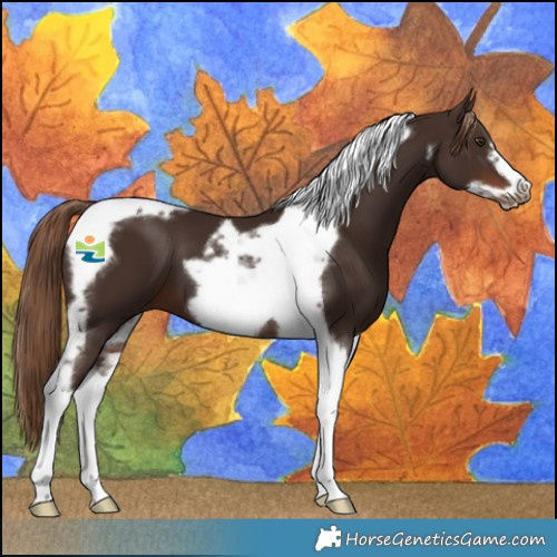 Horse Color:Liver Chestnut Tobiano Frame 