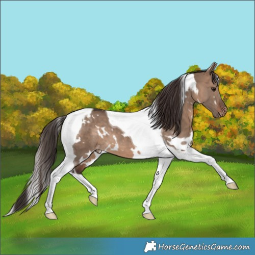 Horse Color:White Spotted Brown Dun Tobiano Appaloosa 