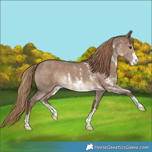 Horse Color:Liver Red Dun Sabino 