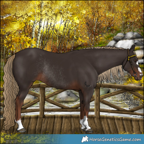 Horse Color:Liver Chestnut Rabicano 